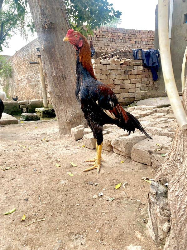 Pure aseel mianwali murgh 1