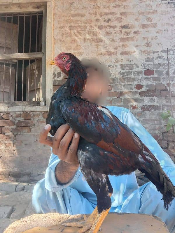 Pure aseel mianwali murgh 7