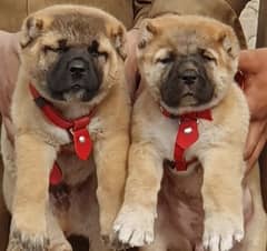 kurdish Kangal dog pair 2 months for sale security dog