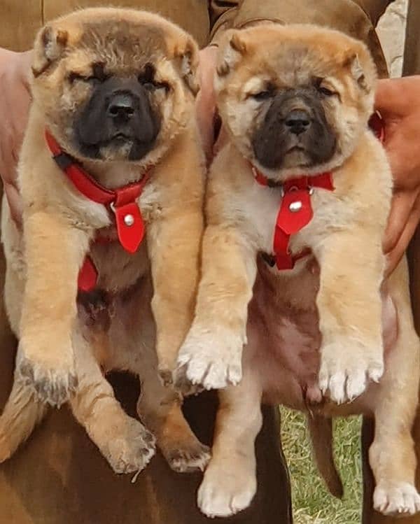 kurdish Kangal dog pair 2 months for sale security dog 1