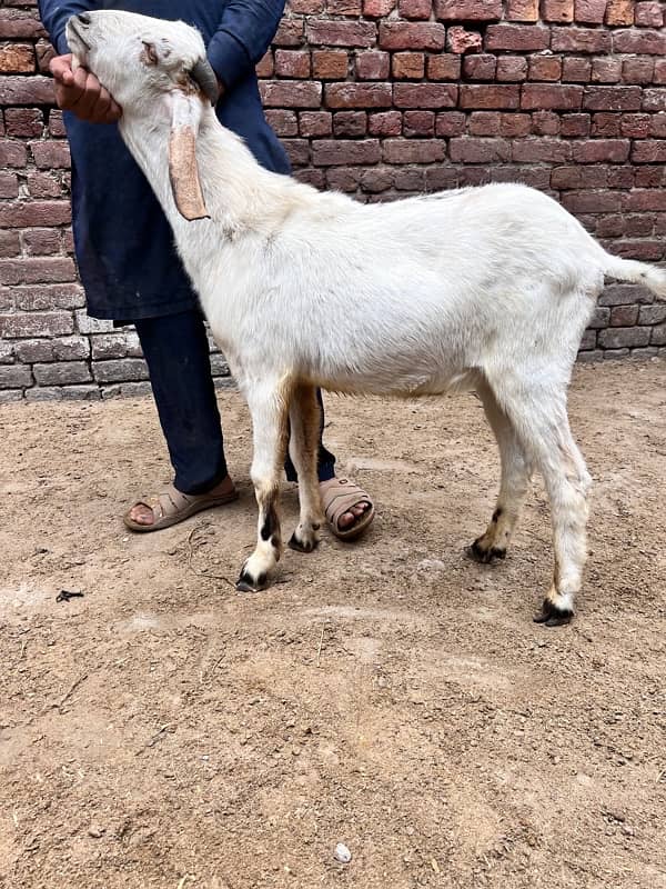 Bakra for sale 0