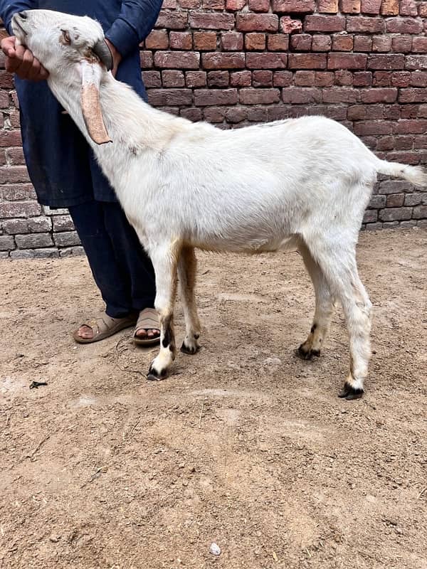 Bakra for sale 1