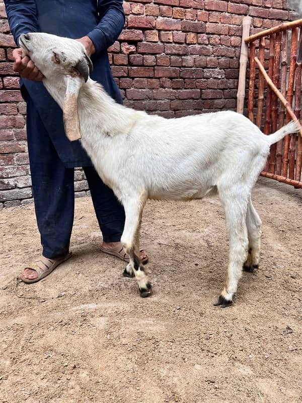 Bakra for sale 2