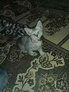 parsian cats for sale