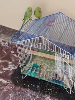 green parrot pair