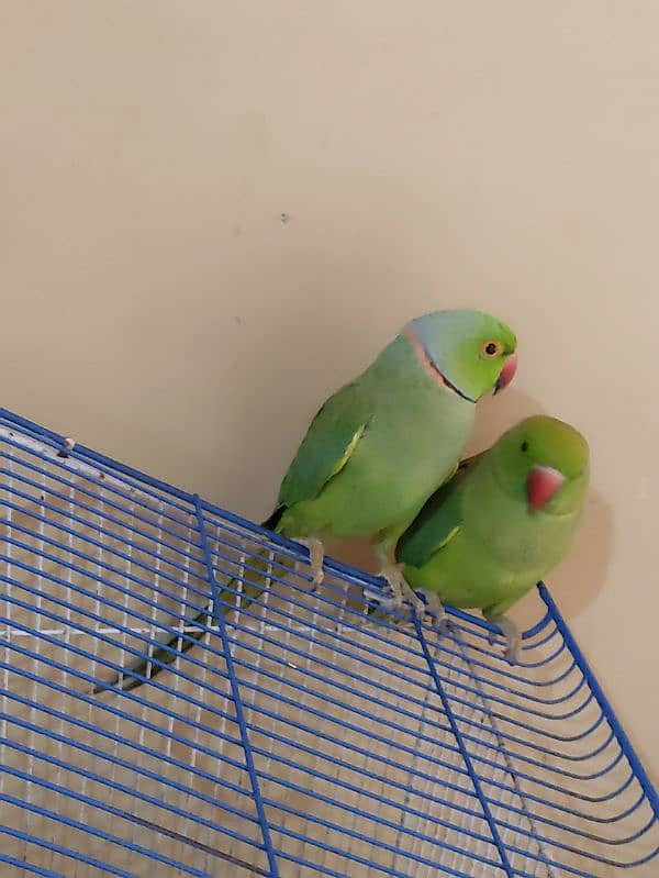 green parrot pair 2