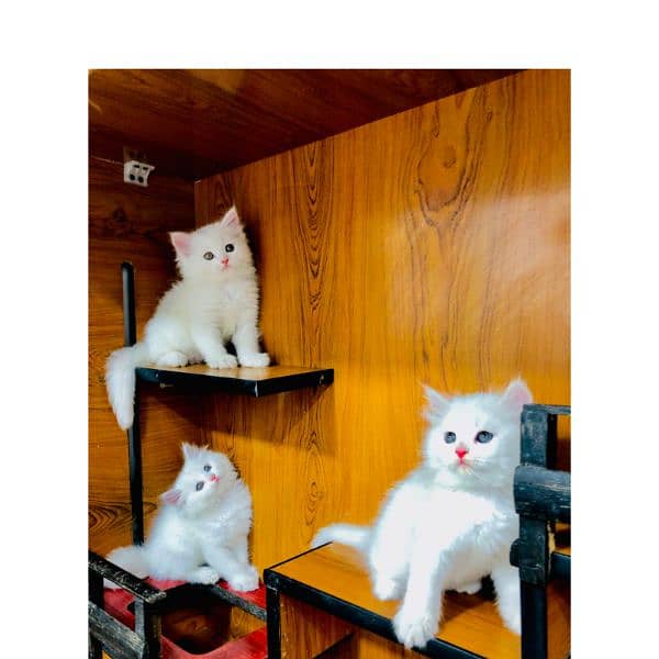 Persian triple coated punch face kittens 14