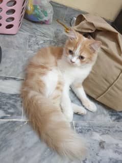 Persian Cat pair | cat pair |  Persian cat for sale