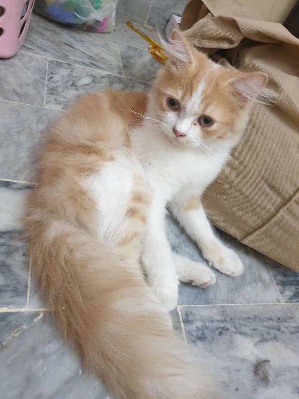 Persian Cat pair | cat pair |  Persian cat for sale 1