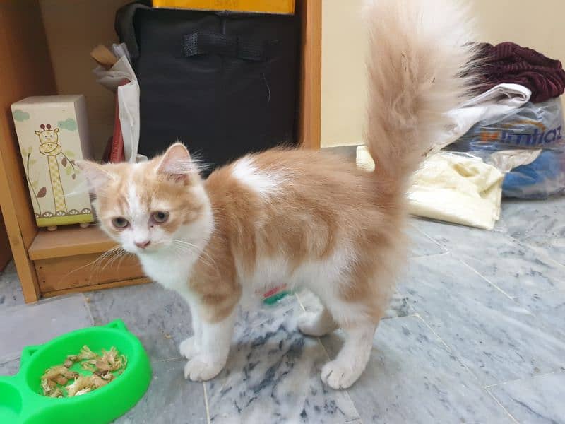 Persian Cat pair | cat pair |  Persian cat for sale 4