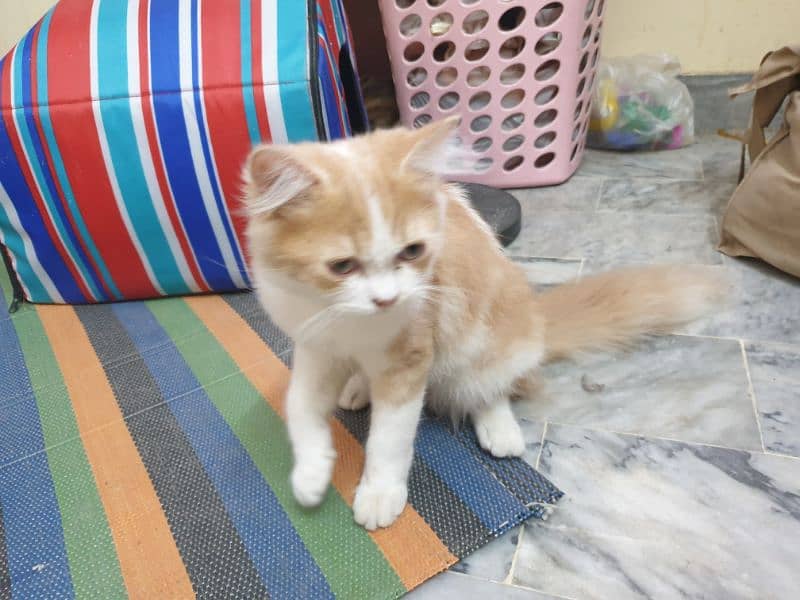 Persian Cat pair | cat pair |  Persian cat for sale 7