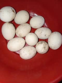 main wali fertile eggs 03080346617