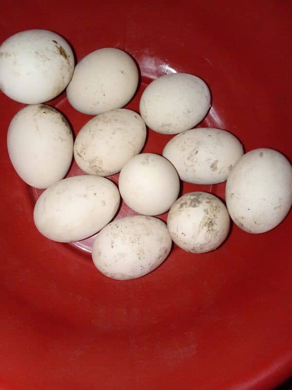 main wali fertile eggs 03080346617 0