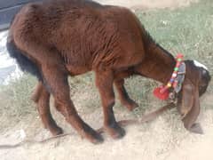 Breeder Quality Nagra kid and Pregnent Goats