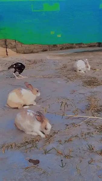 Rabbit Pair For Sale 0