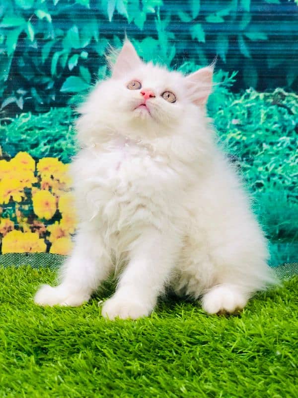 Persian triple coated punch face kittens 4