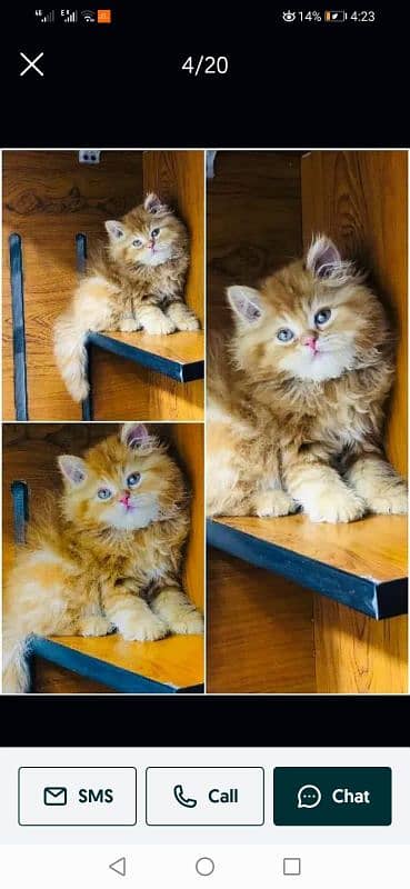 Persian triple coated punch face kittens 10