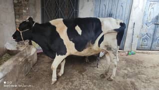 Freezen Cow For Sale