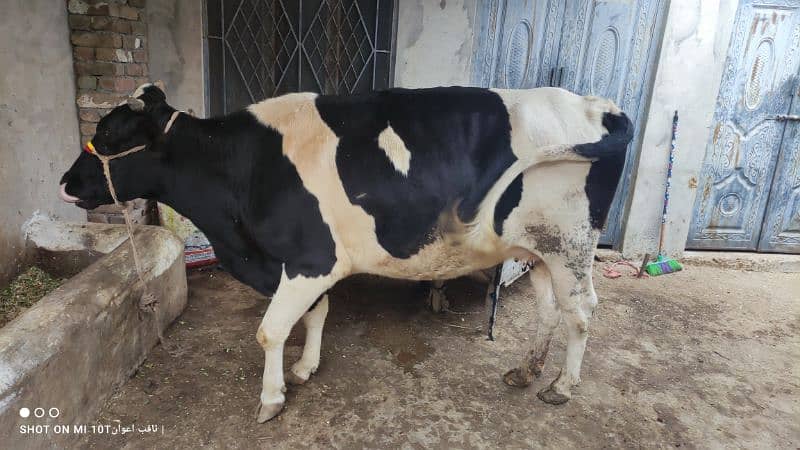 Freezen Cow For Sale 0