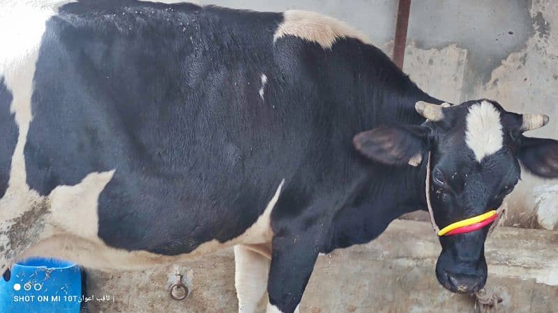 Freezen Cow For Sale 2