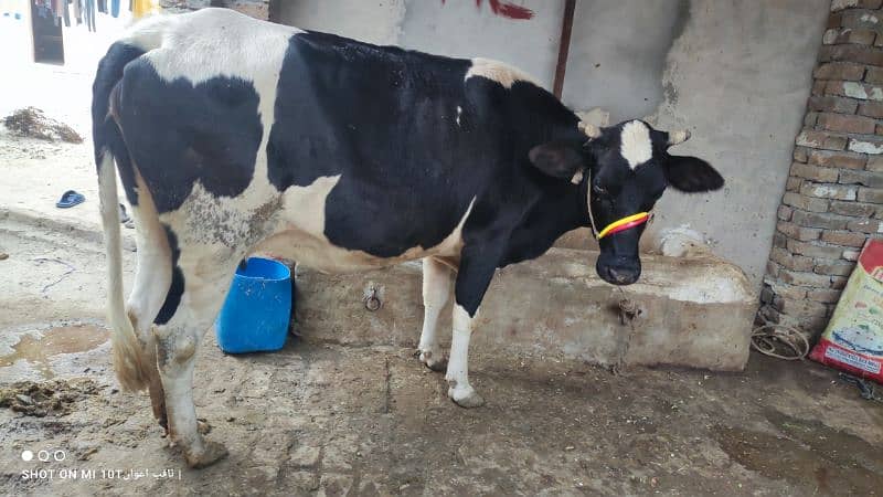 Freezen Cow For Sale 3