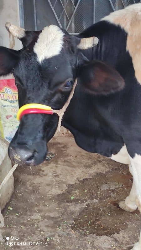 Freezen Cow For Sale 4