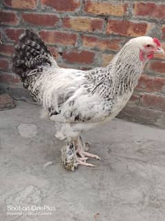 light Colombian brahma male