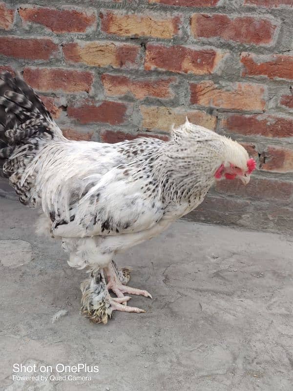 light Colombian brahma male 4