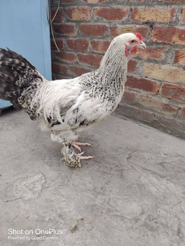 light Colombian brahma male 5