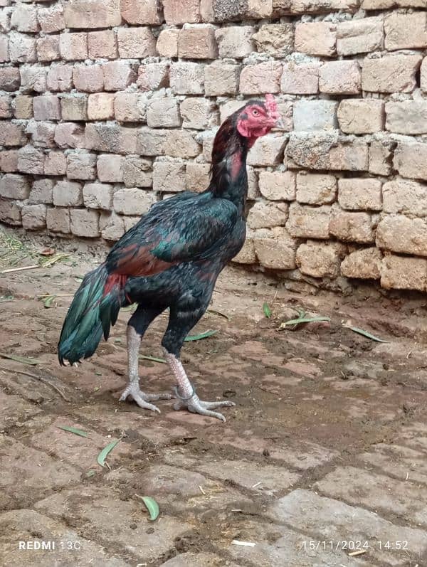 aseel breeder murga for sale in lahore 3