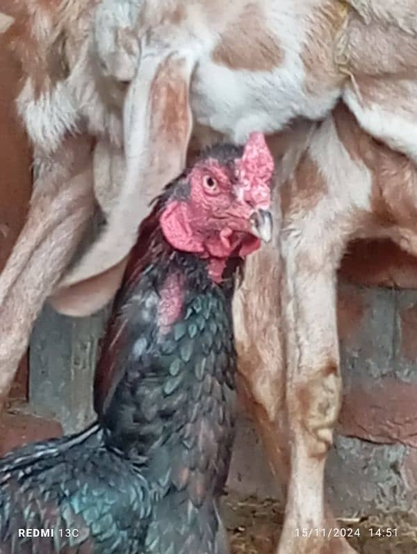 aseel breeder murga for sale in lahore 4