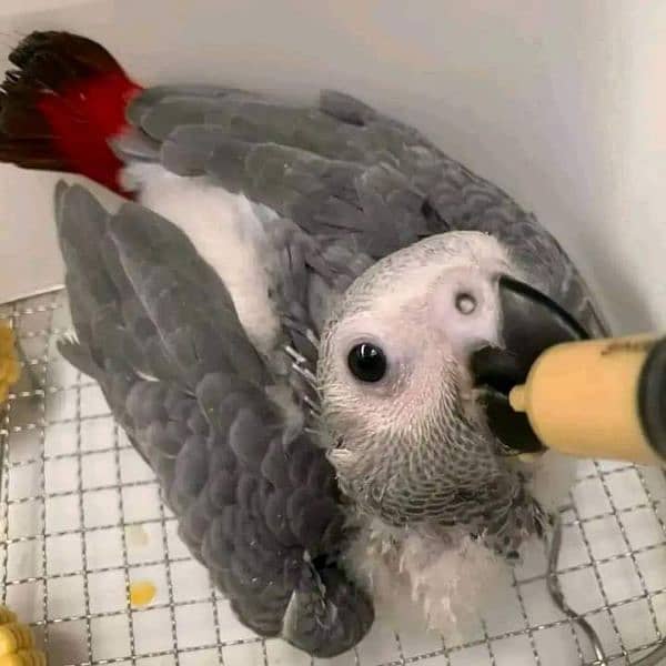 African Grey baby hand feed urgent for sale 0