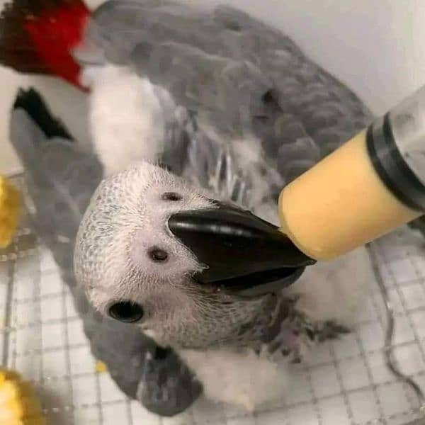 African Grey baby hand feed urgent for sale 1