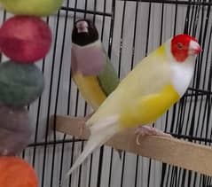 Exhibition Red Eye Lady Gouldian Breeding Pair Available