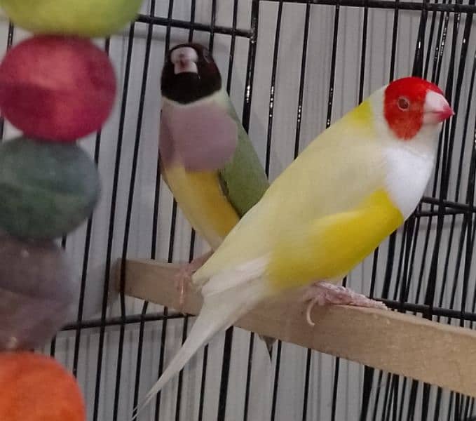 Exhibition Red Eye Lady Gouldian Breeding Pair Available 0