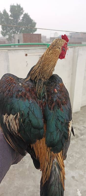 Aseel male or female 11