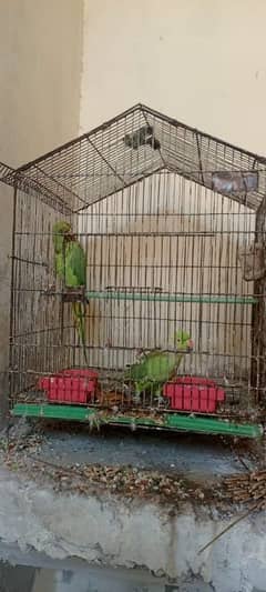 ad 1 for parrot