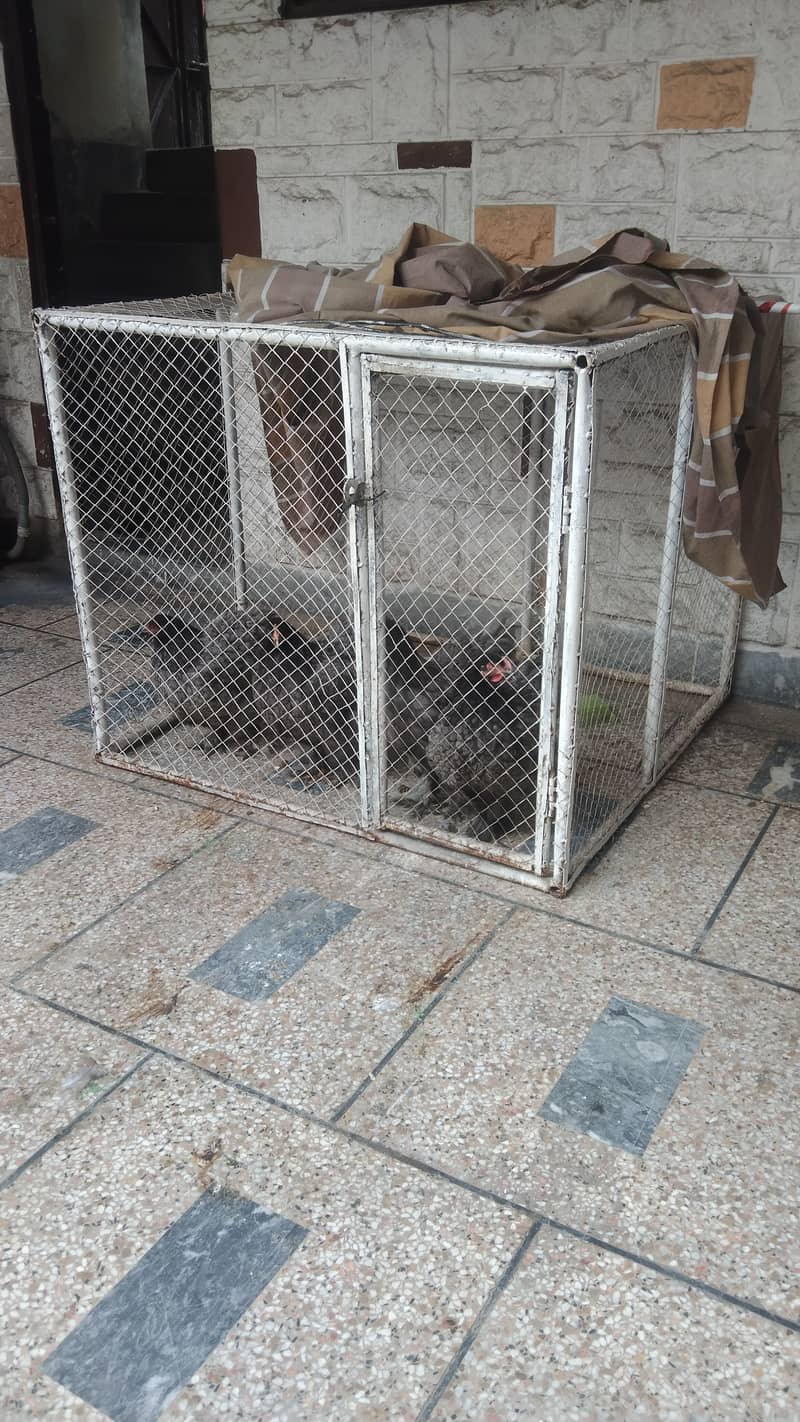 Hen cage for sale 2