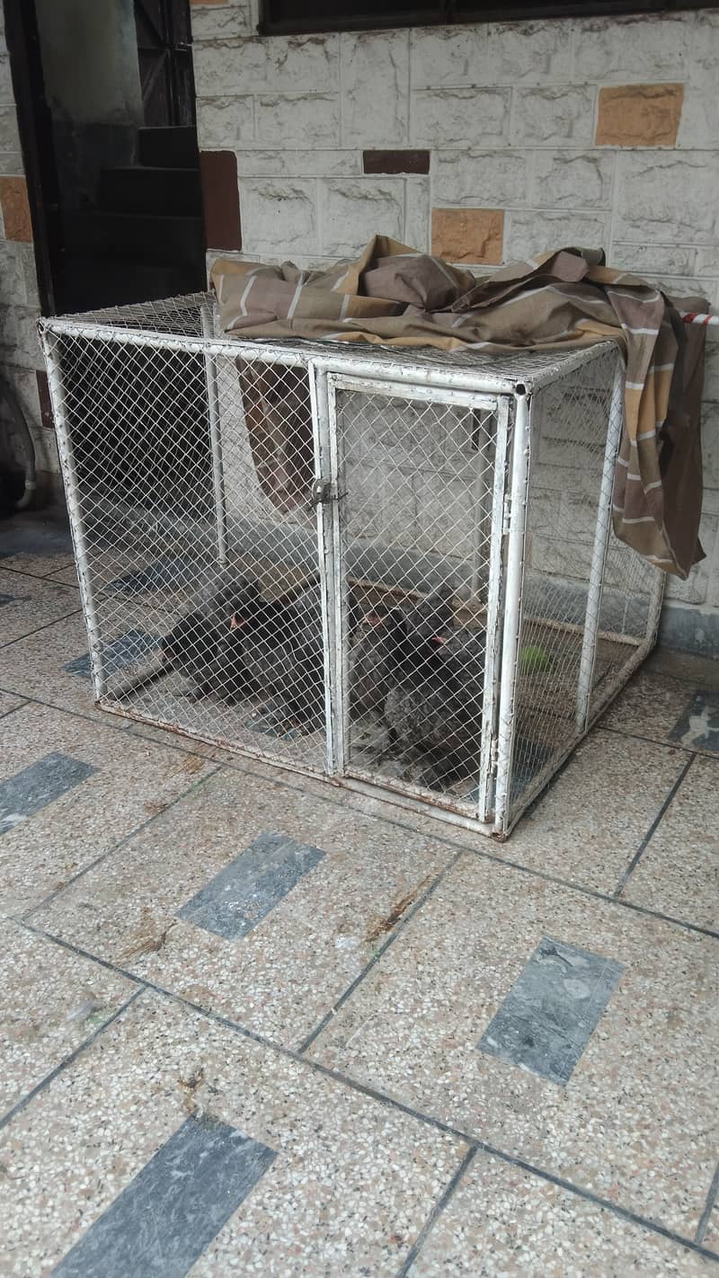 Hen cage for sale 3