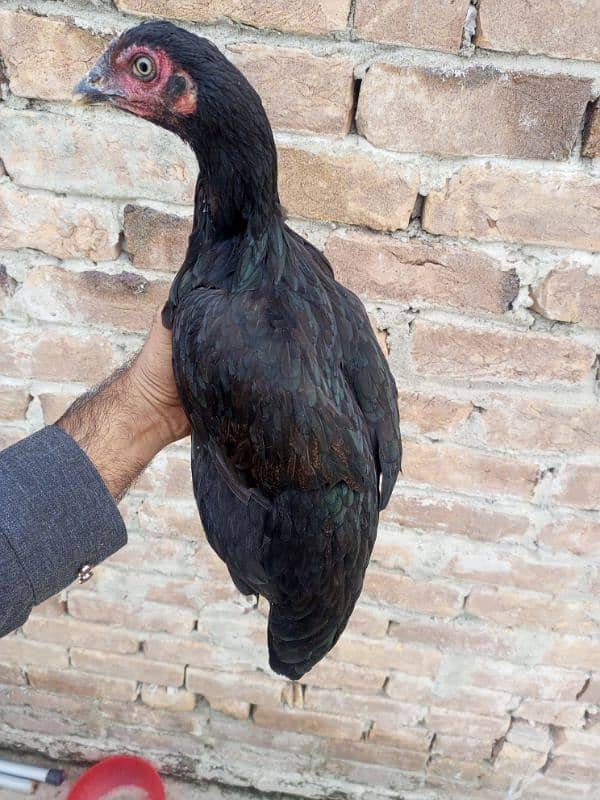 Urgent Sale Aseel Black Murghi In Attock 0