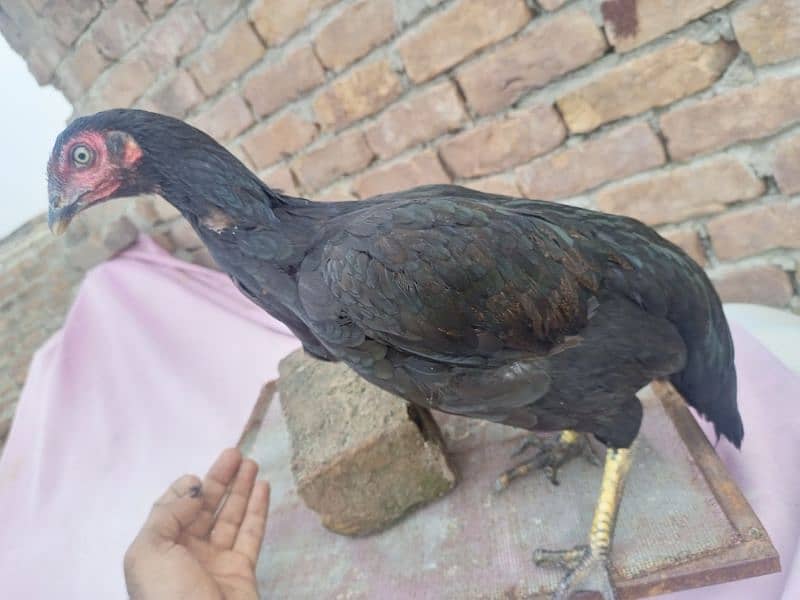 Urgent Sale Aseel Black Murghi In Attock 1