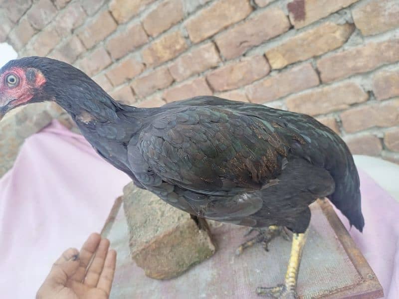 Urgent Sale Aseel Black Murghi In Attock 2