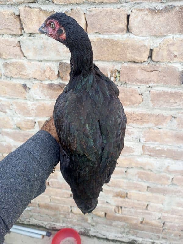 Urgent Sale Aseel Black Murghi In Attock 3