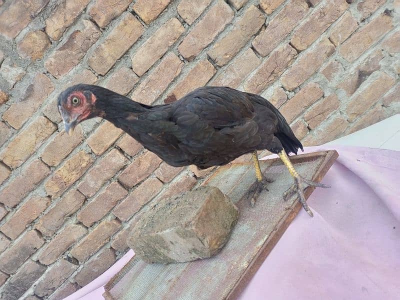 Urgent Sale Aseel Black Murghi In Attock 4