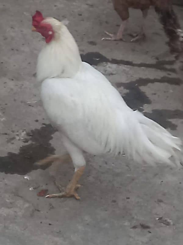 Aseel white Murga or murgi urgent sale 0