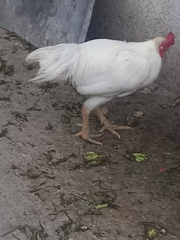 Aseel white Murga or murgi urgent sale 1