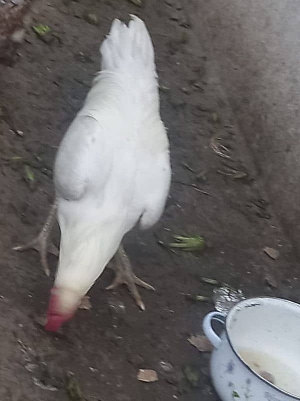 Aseel white Murga or murgi urgent sale 2