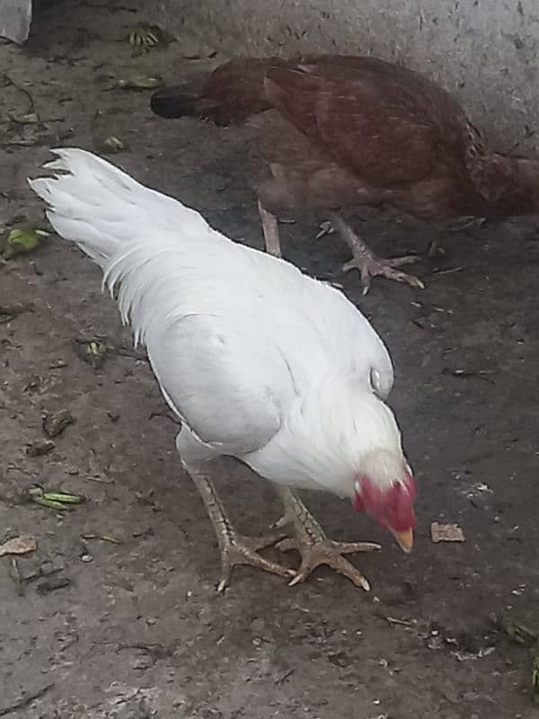 Aseel white Murga or murgi urgent sale 3