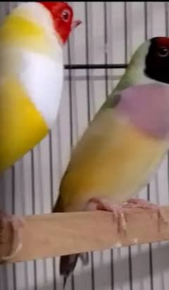 Exhibition Red Eye Lady Gouldian Breeding Pair Available