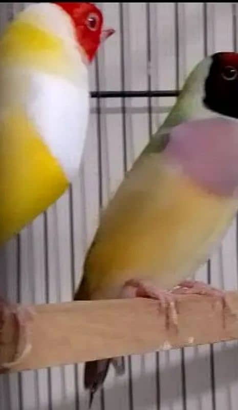 Exhibition Red Eye Lady Gouldian Breeding Pair Available 3